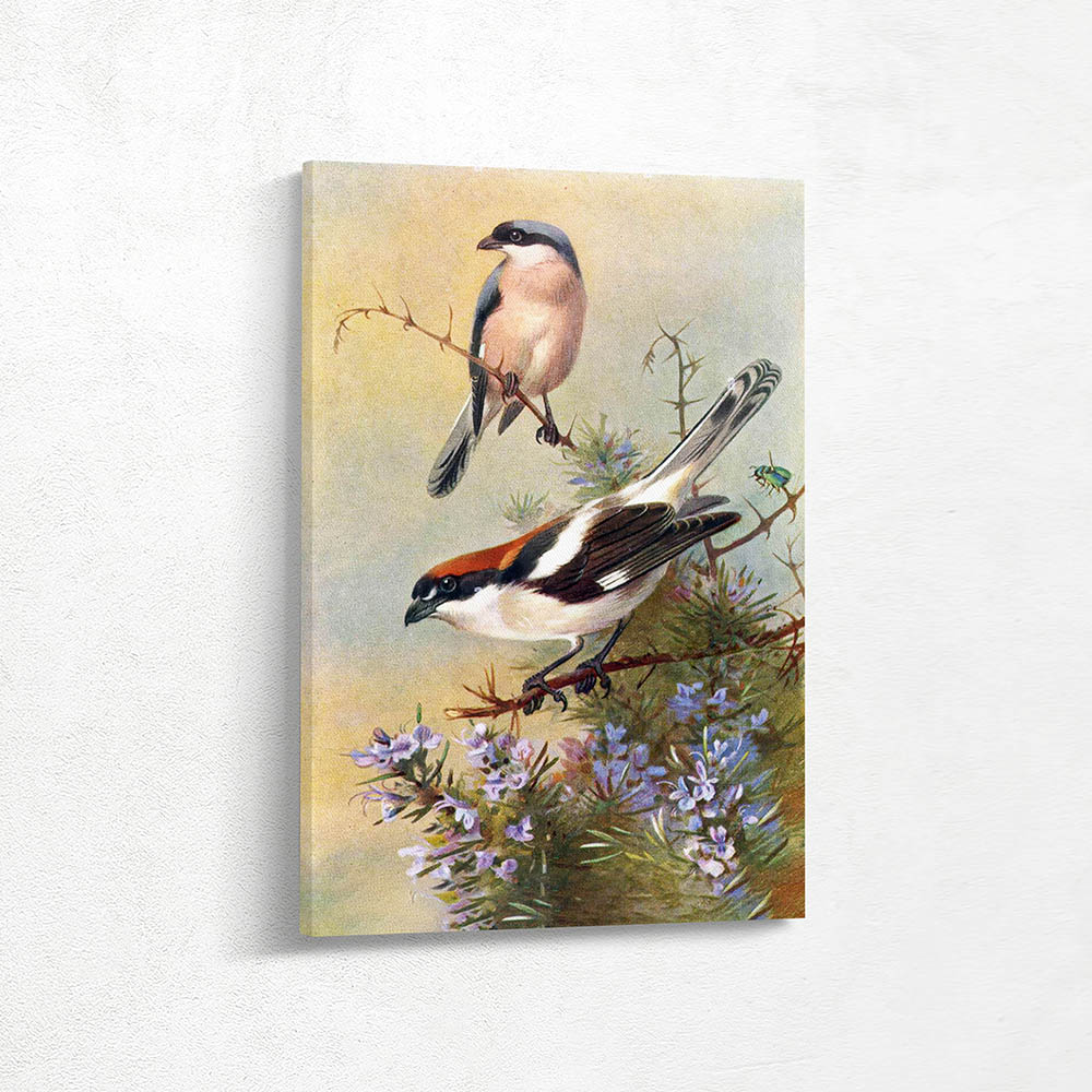 Lesser Grey Shrike Woodchat