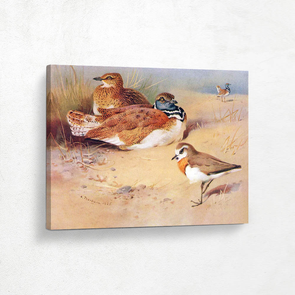 Little Bustard Caspian Plover