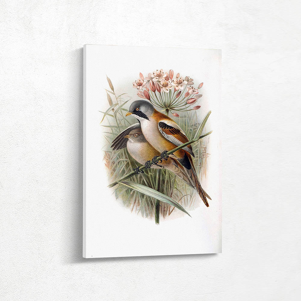 Bearded Reedling