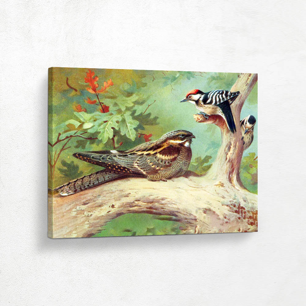 Nightjar and Lesser Woodpecker Mar