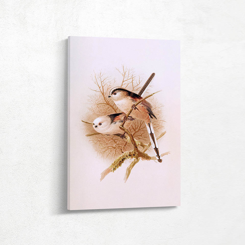 Long Tailed Titmouse