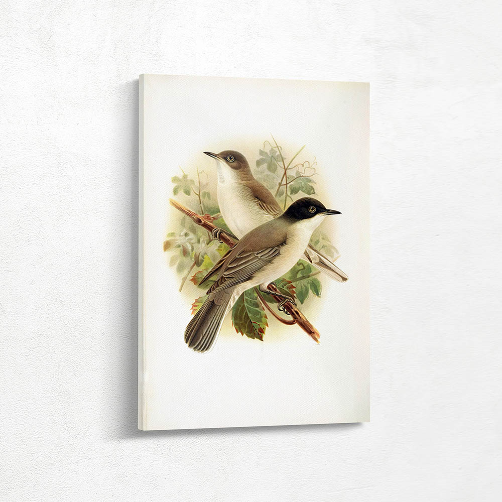 Orphean Warbler