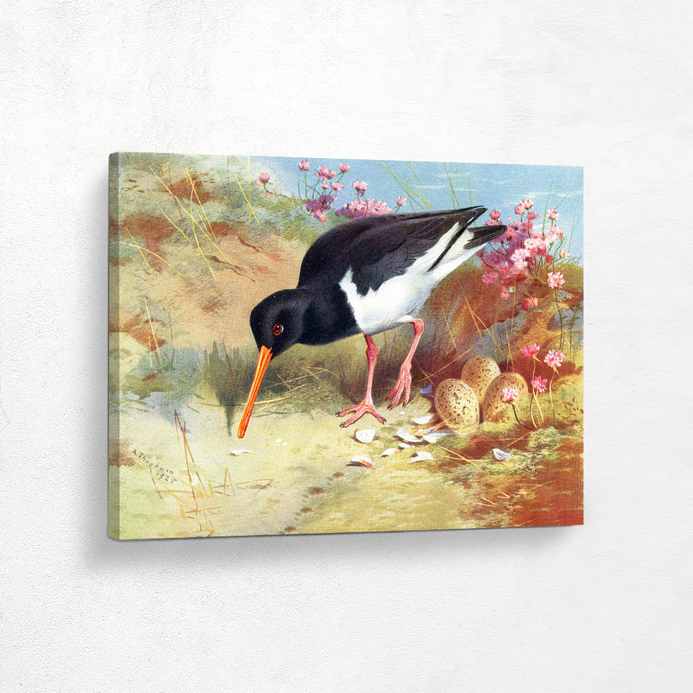 Oyster Catcher