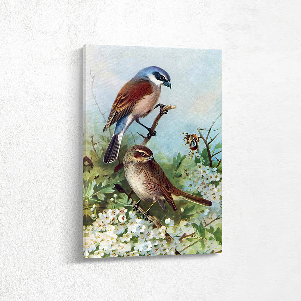 Red Backed Shrike Male and Female Red Backed Shrike Male and Female