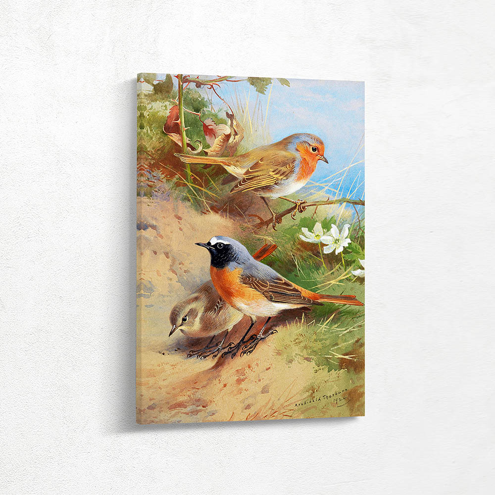Redstarts and a Robin
