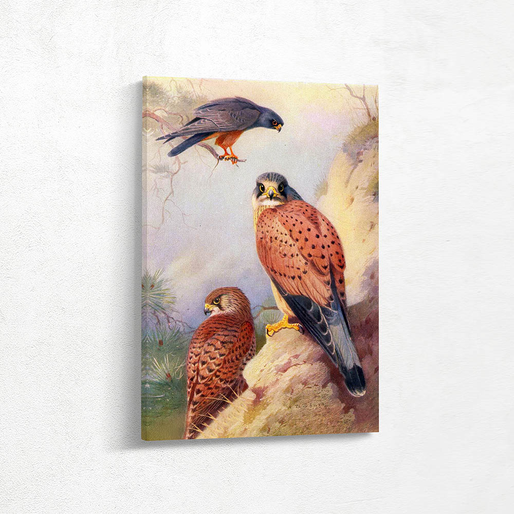 Red Footed and Falcon Kestrel