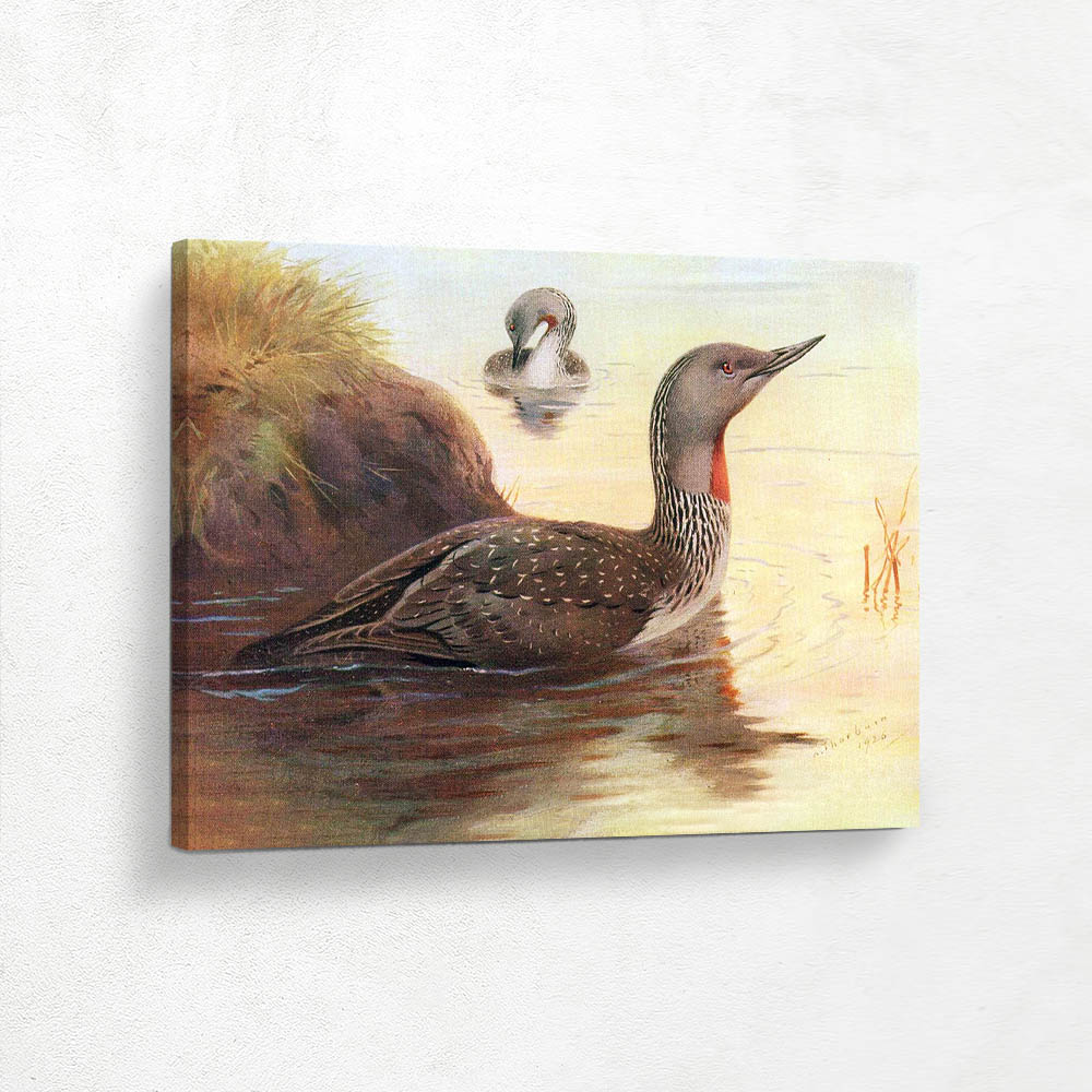 Red Throated Diver