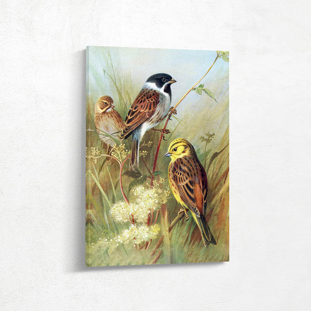 Reed Bunting Male and Female and Yellow Hammer