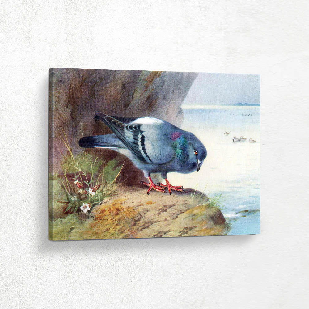 Rock Dove