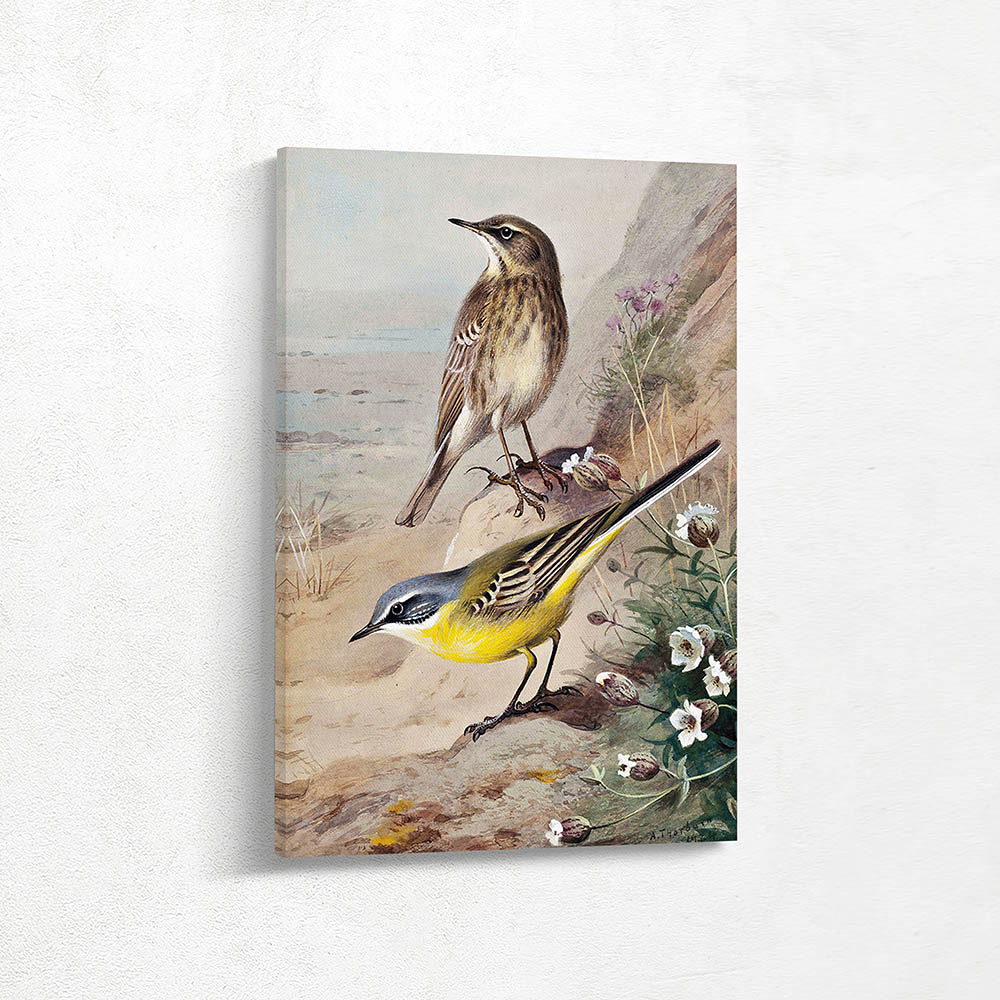 Rock Pipet and Blue Headed Wagtail