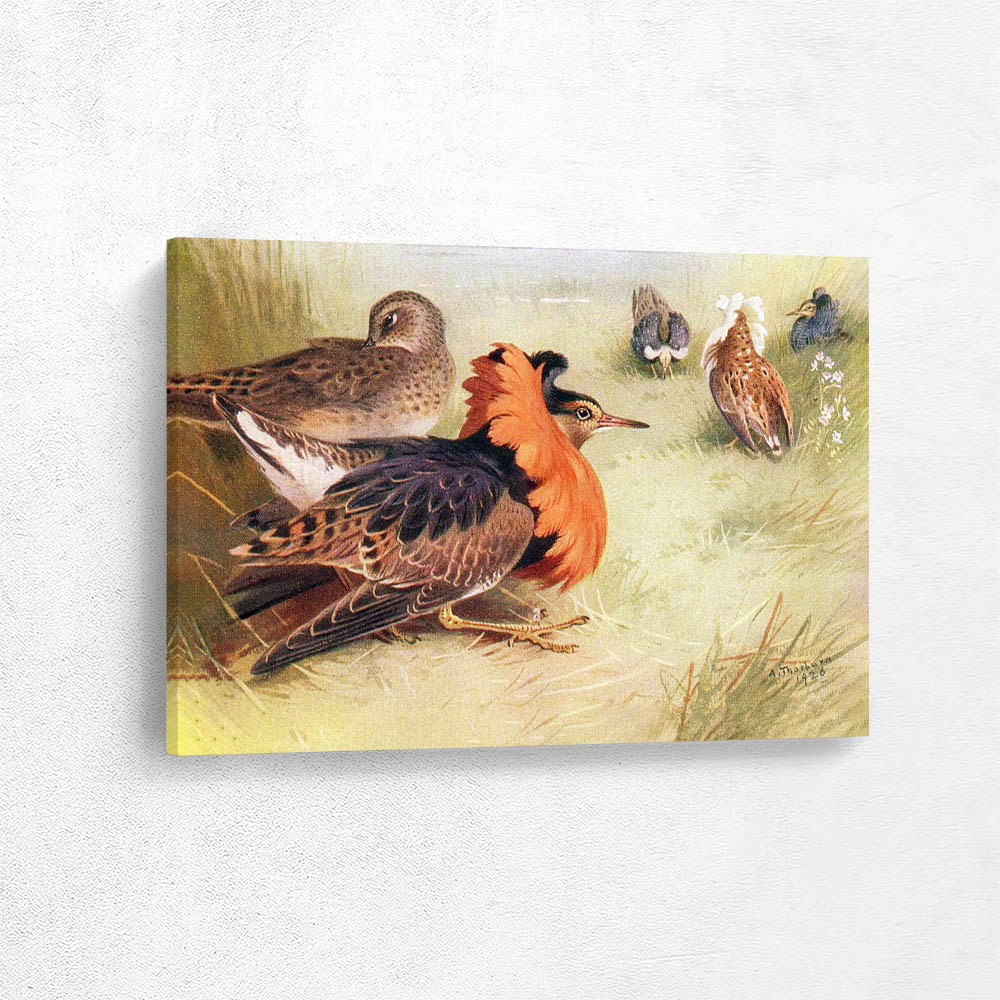 Four Types of Ruff Male and Female