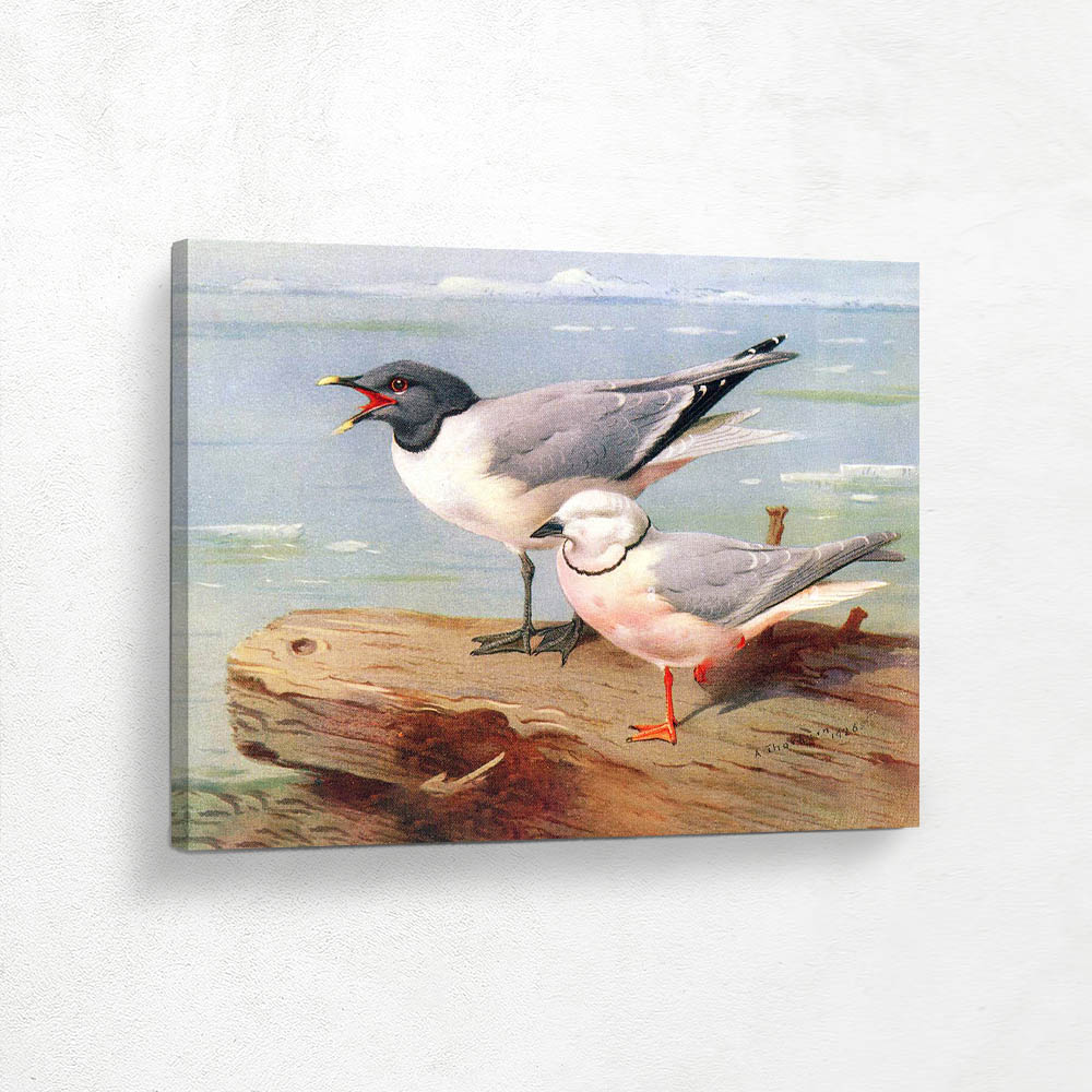 Sabines Gull and Wedge Tailed Gull