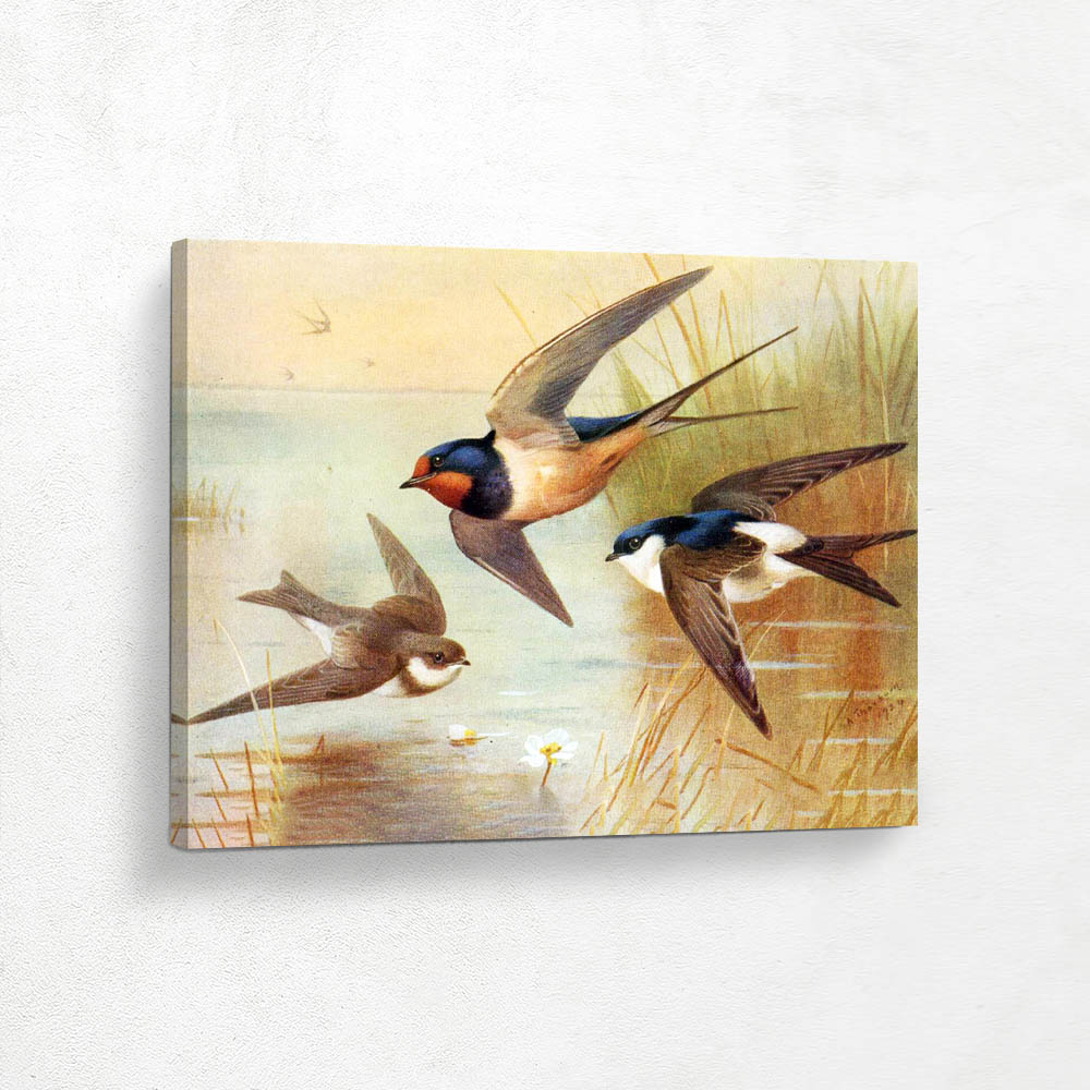 Sand Martin and Swallow and Martin