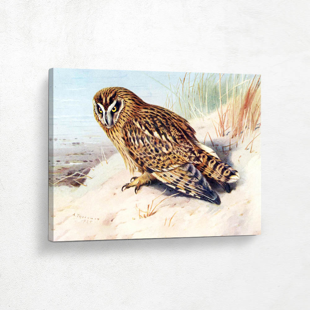 Short Eared Owl
