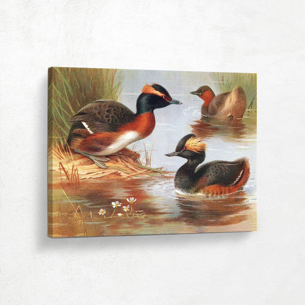 Slavonian Grebeand  Little Grebe and Black Necked Grebe