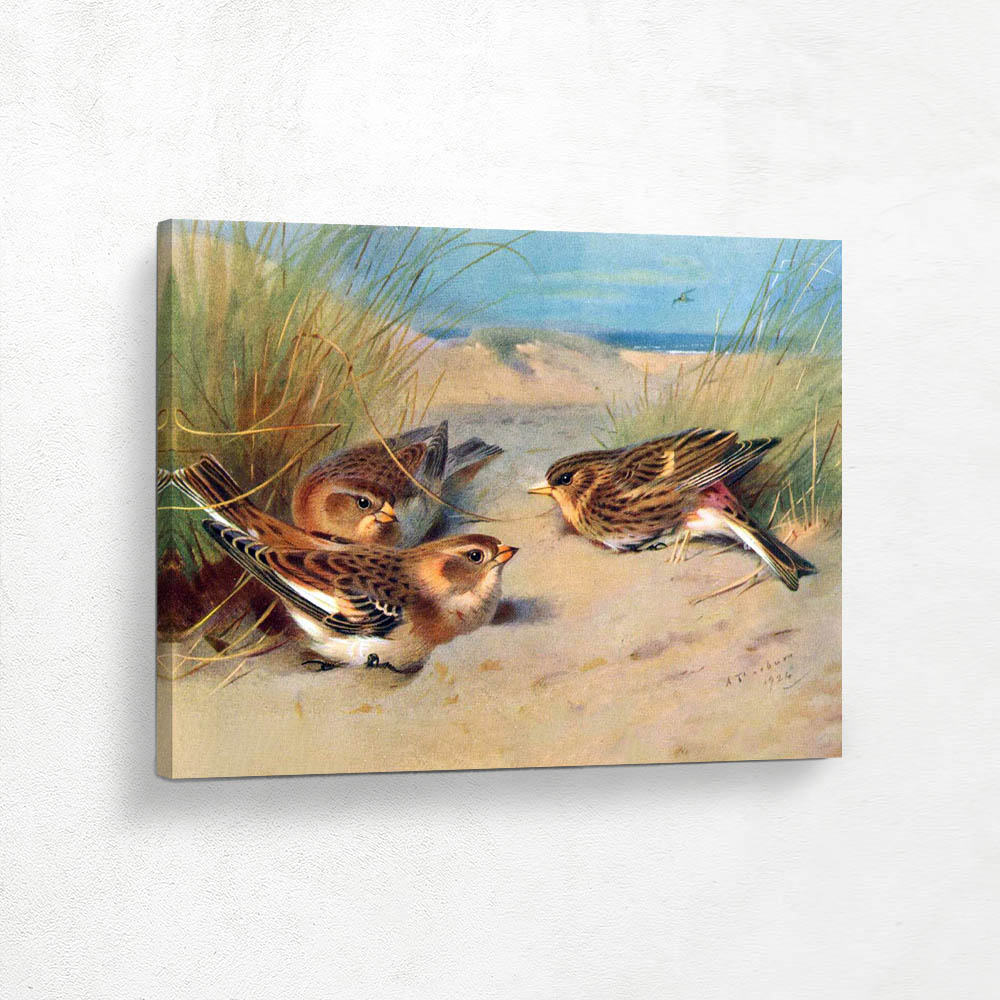 Snow Bunting Winter and Twite