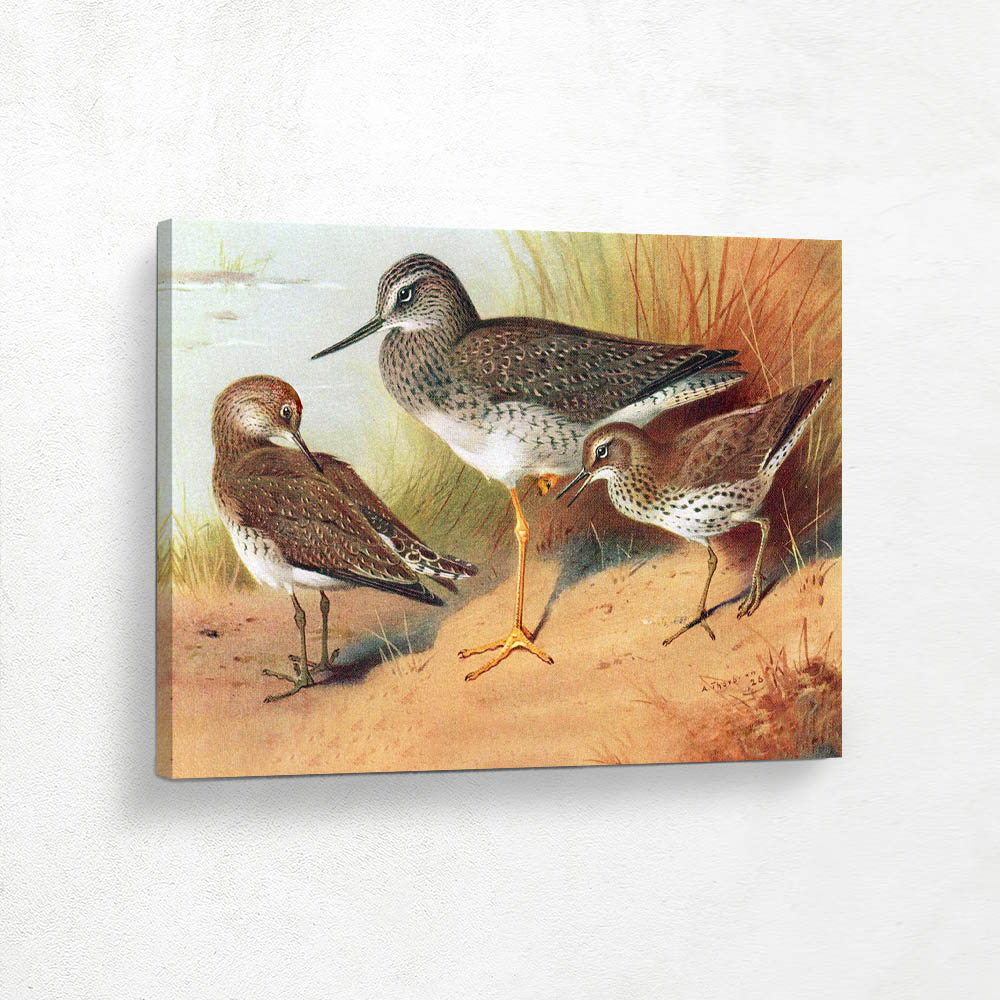 Solitary Sandpiper and Greater Yellowshank and Spotted