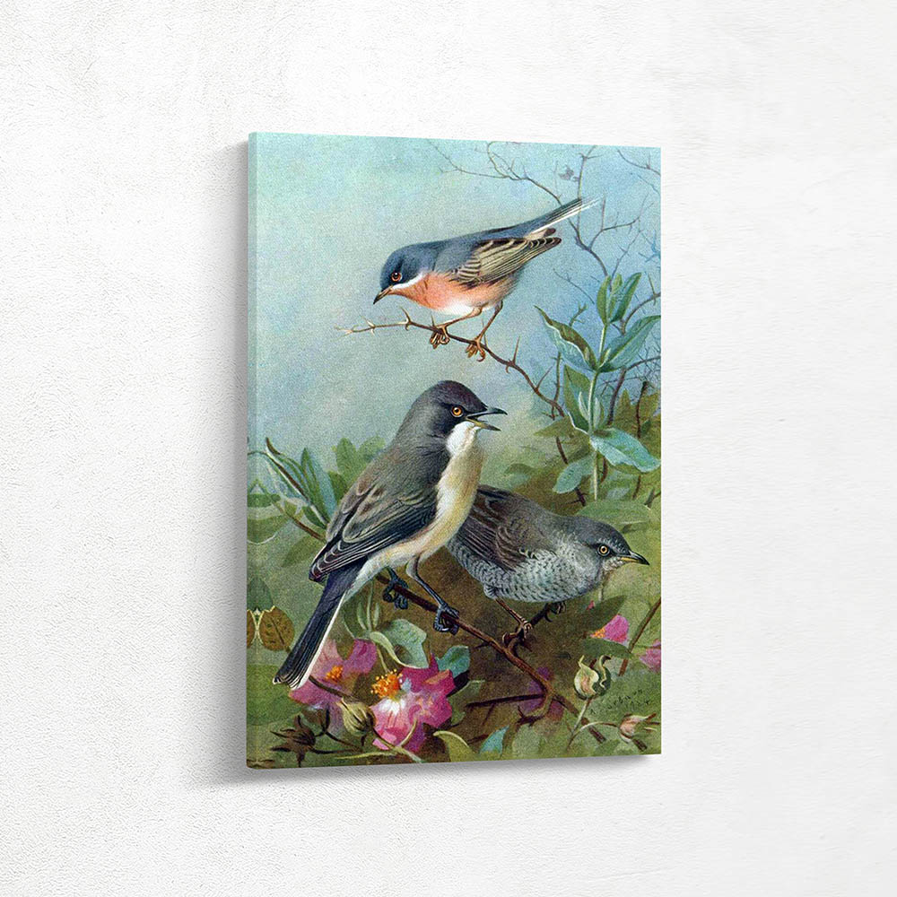 Subalpine Warbler and Orphean Warbler and Barred Warbler