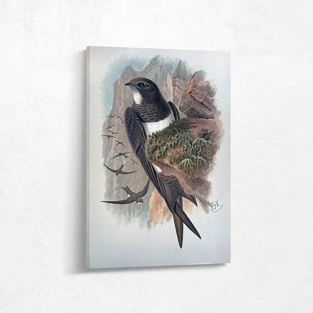 White Bellied Swift