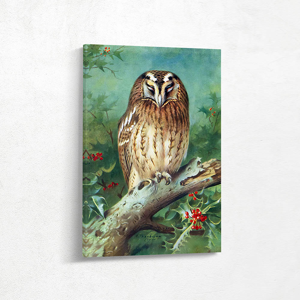 Tawney Owl