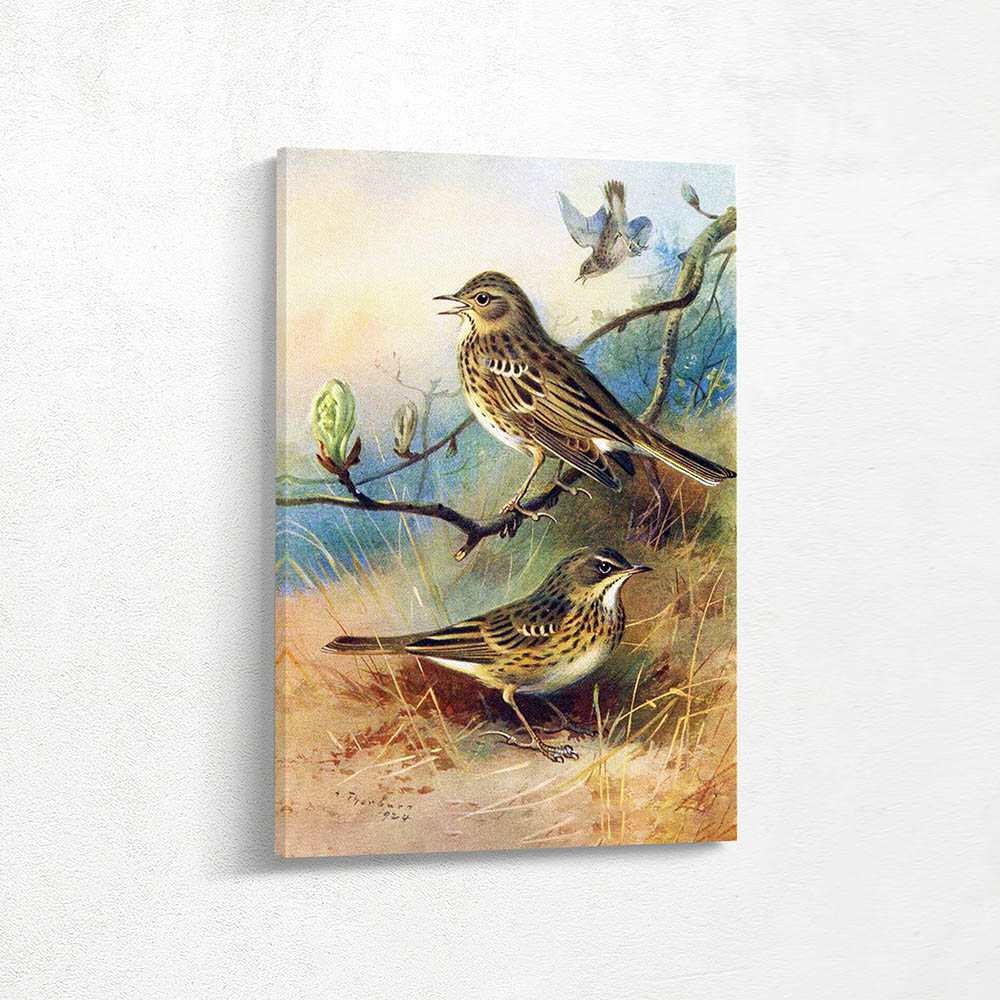 Tree Pipit and Meadow Pipit