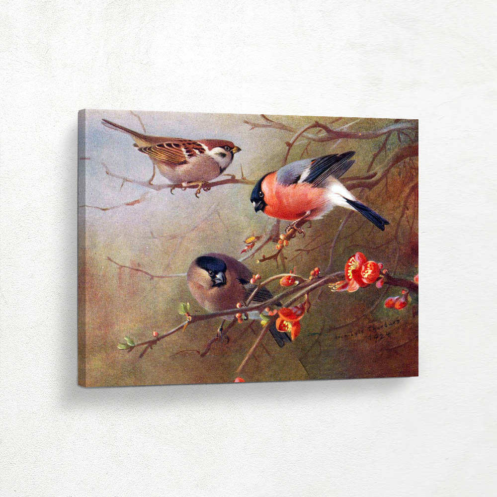 Tree Sparrow and Pyrrhula and Eurasian Bullfinch
