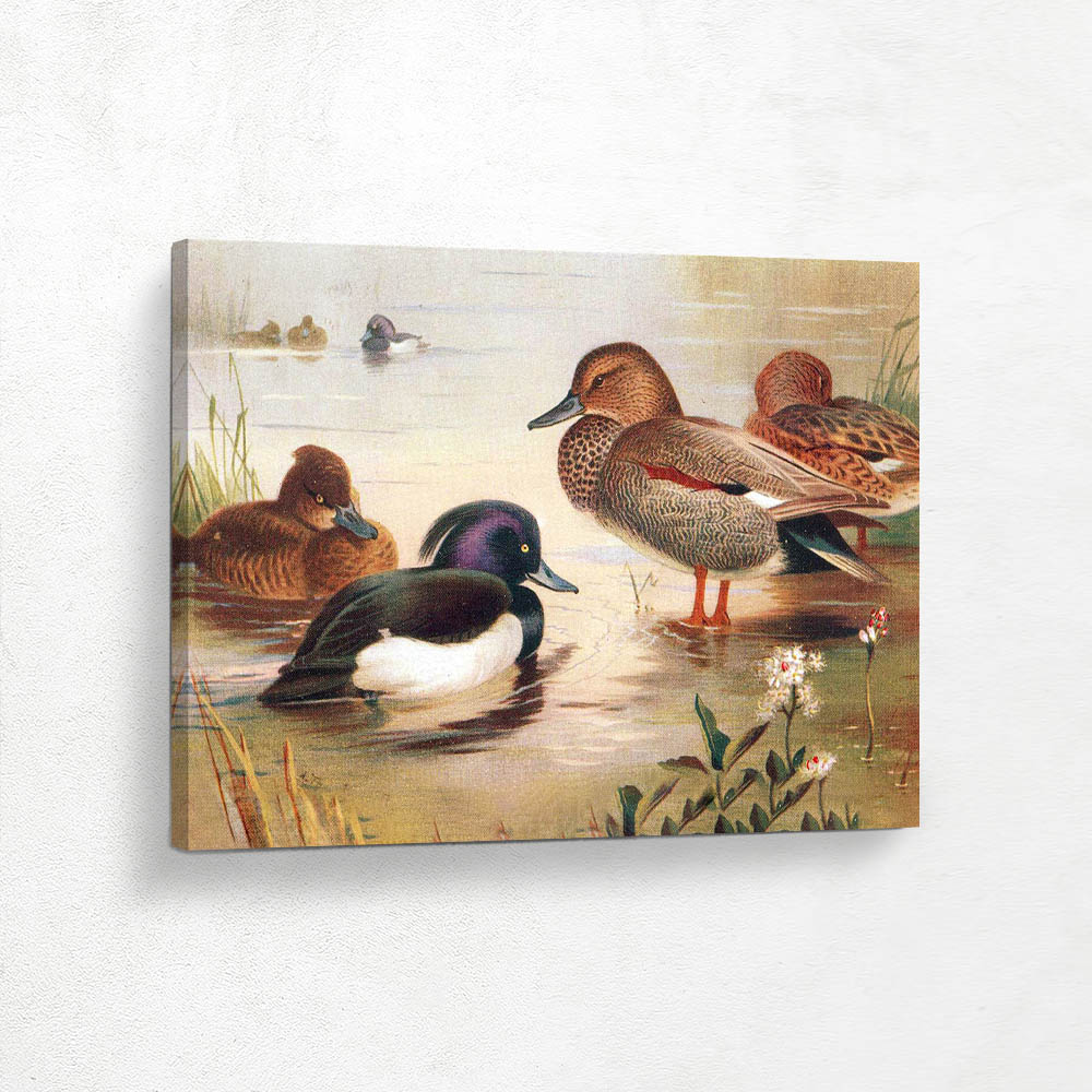 Tufted Duck and Gadwall