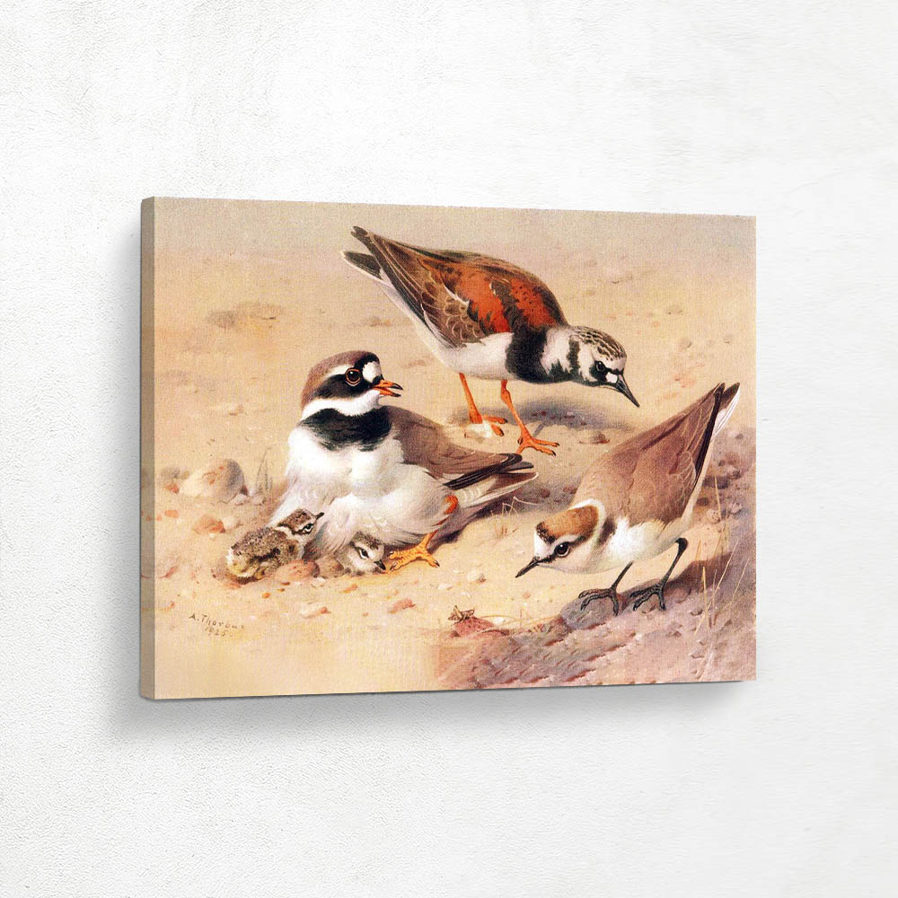 Ringed Plover and Turnstone and Kentish Plover