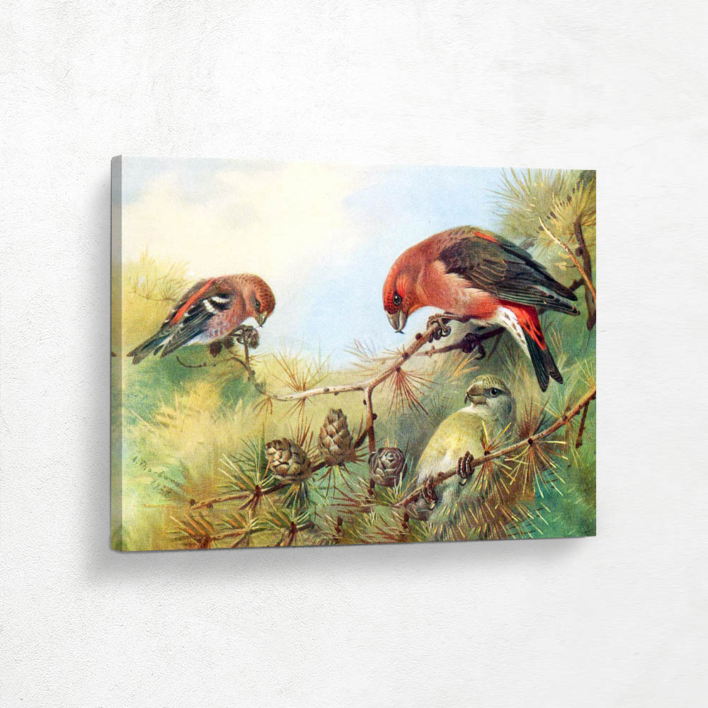Two Barred Crossbills and a Crossbill