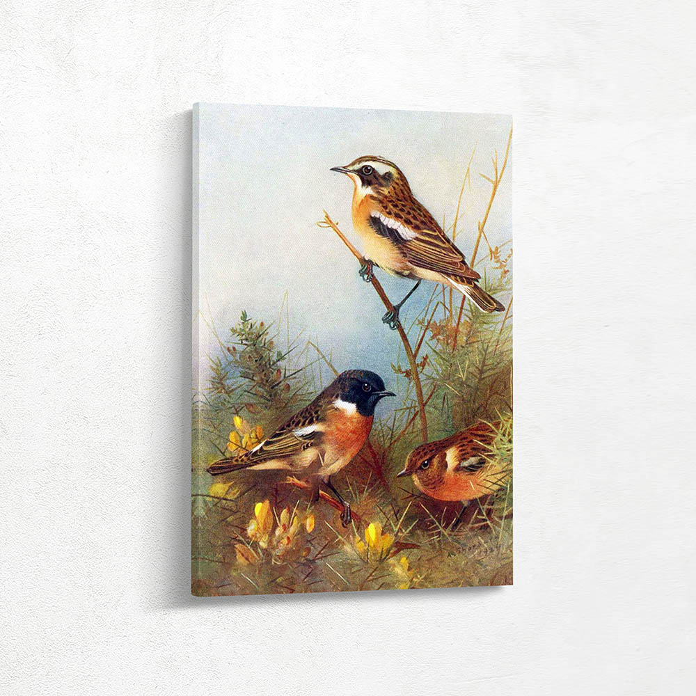 Whinchat and Stonechat Male and Female