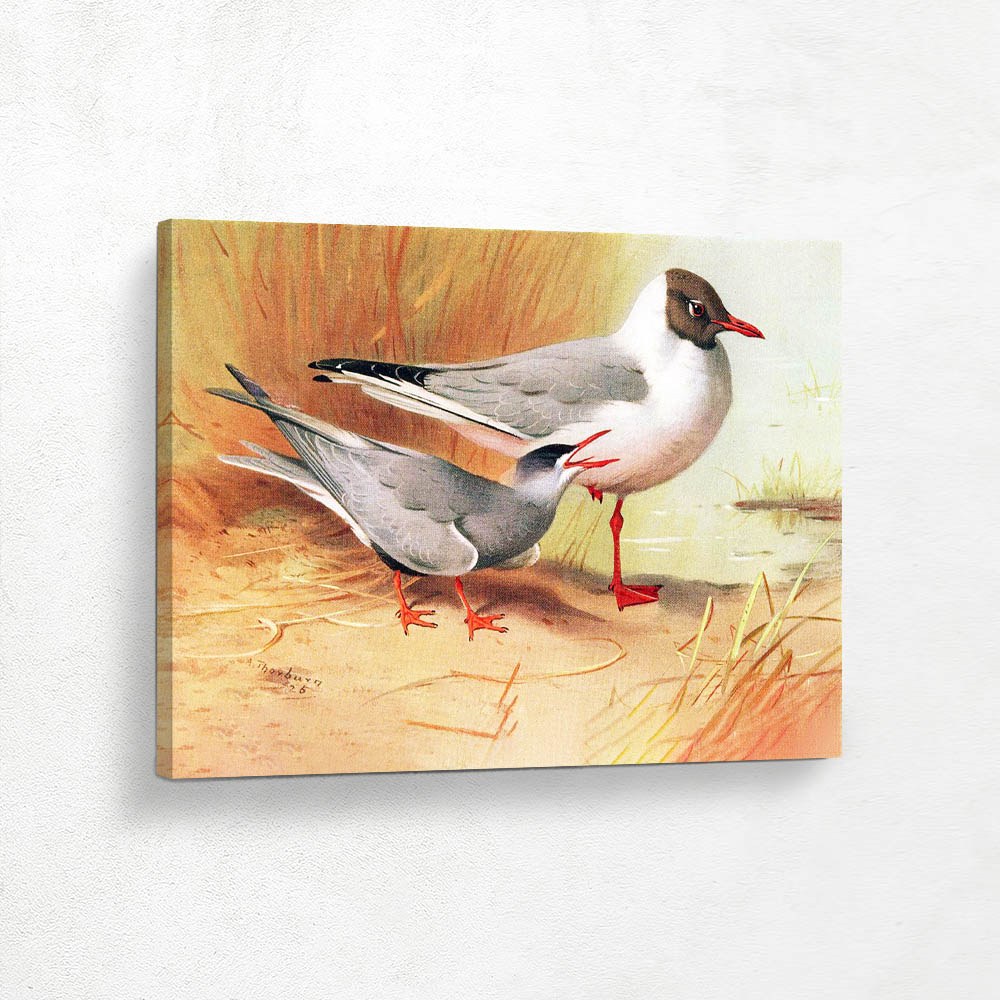 Whiskered Tern and Blackheaded Gull