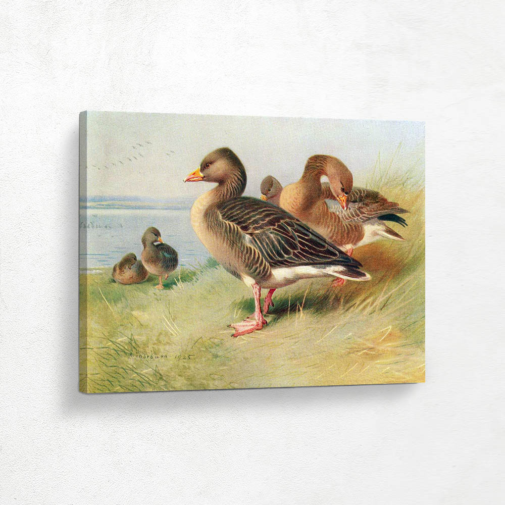 White Fronted Goose and Bernacle Goose