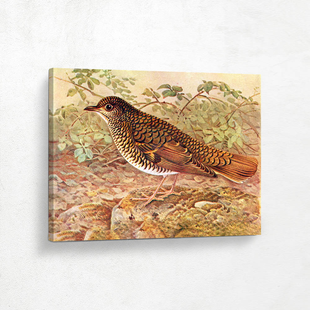 Whites Thrush