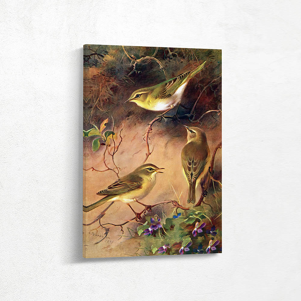 Wood Wren and Willow Wren