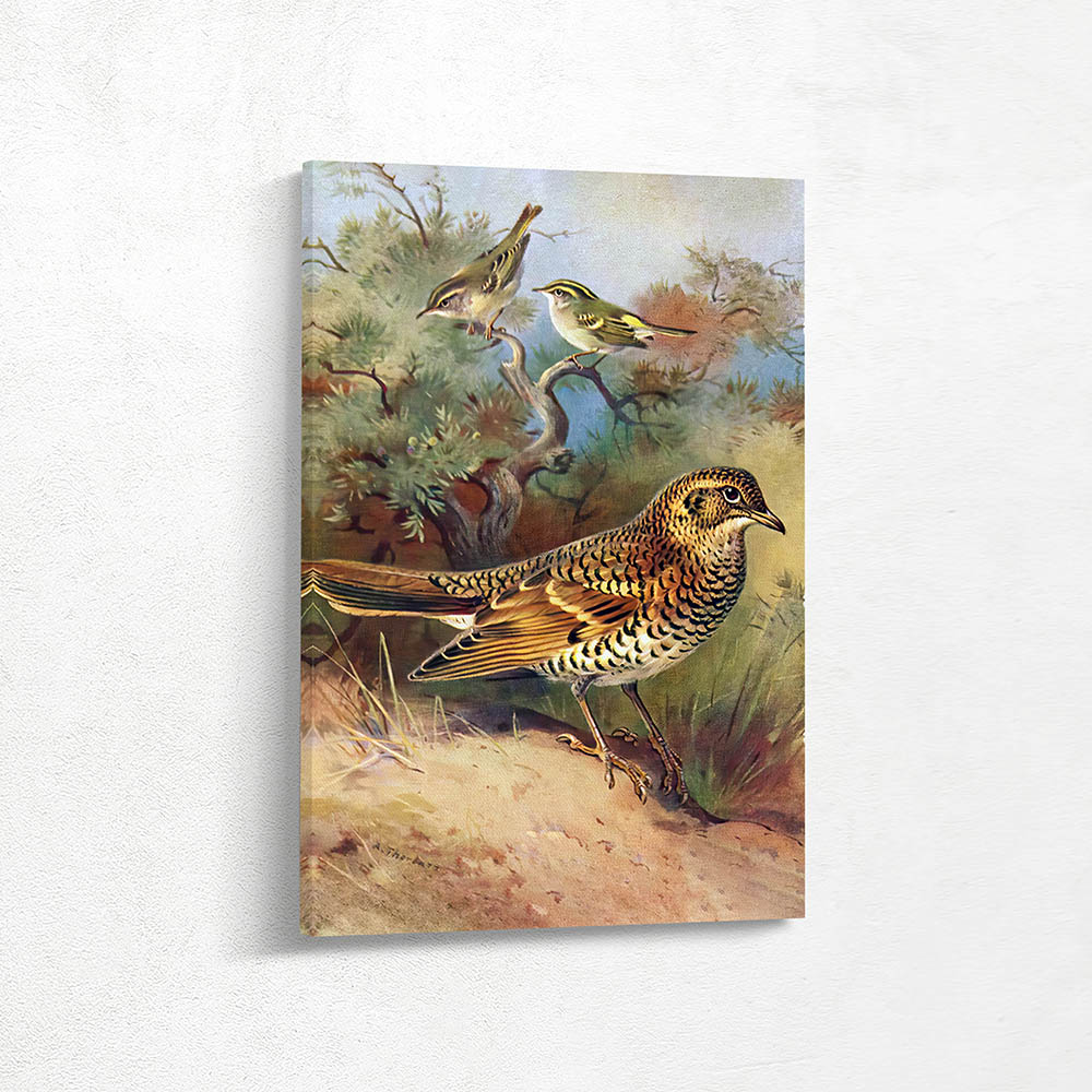 Yellow Browed Warbler and Pallas Willow and Whits Thrush