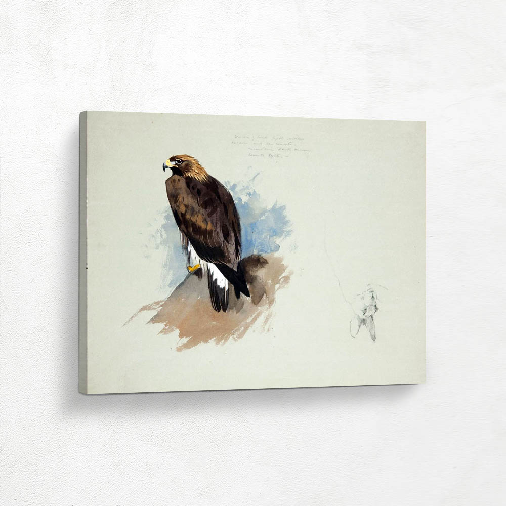 Sea Eagle and Pencil Shetch of a Rabbit