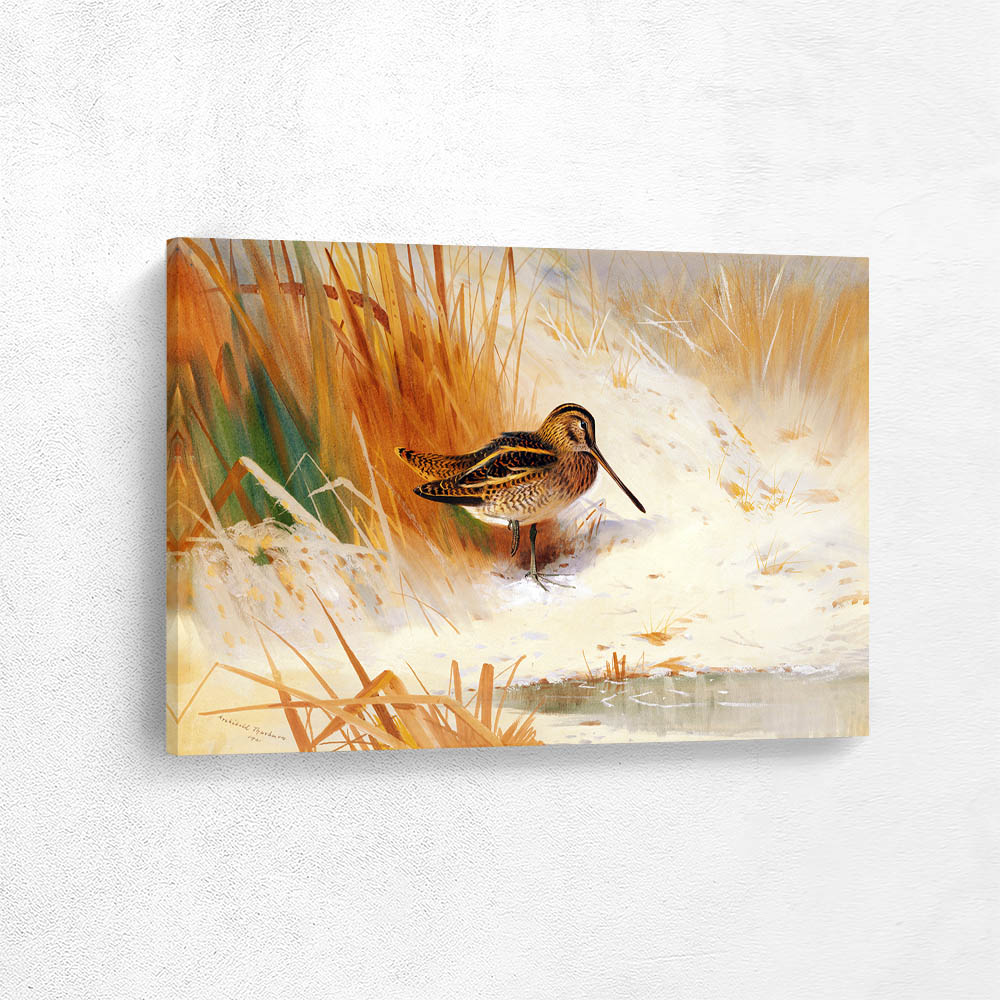 Snipe In The Rushes