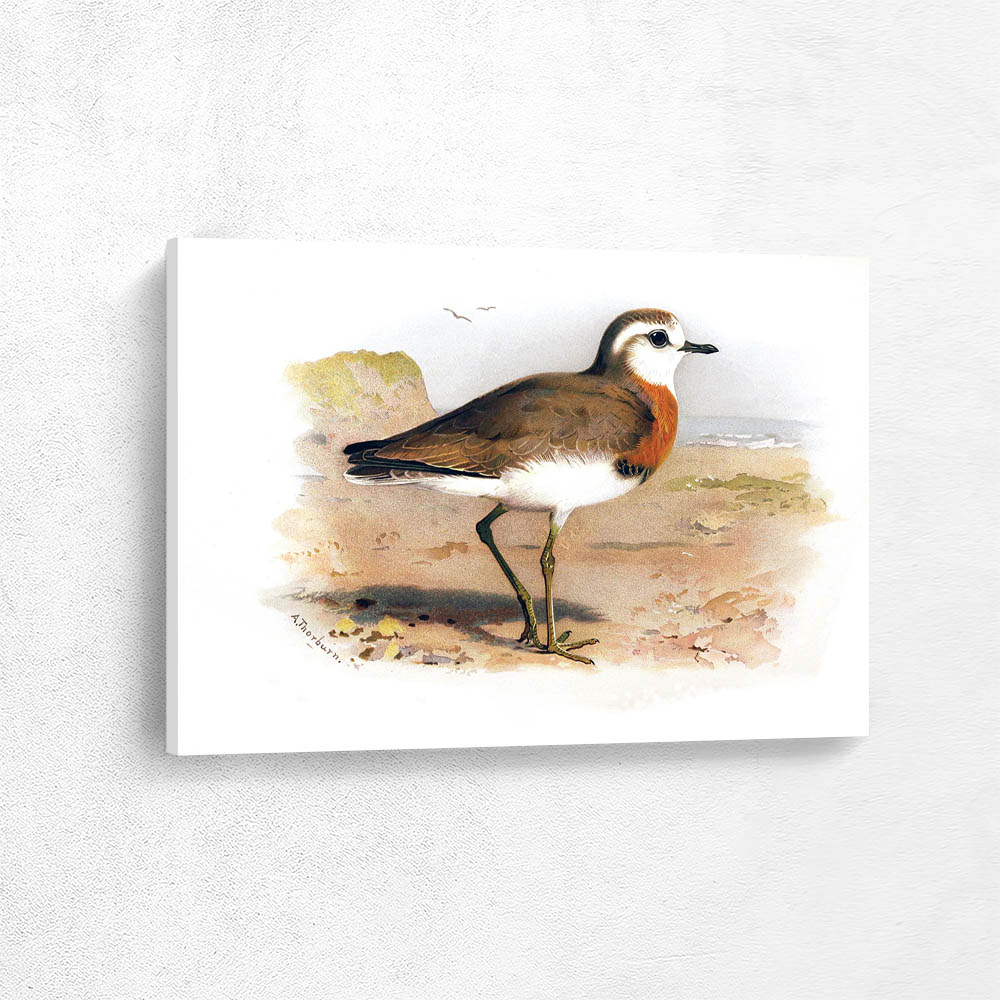 Caspian Plover