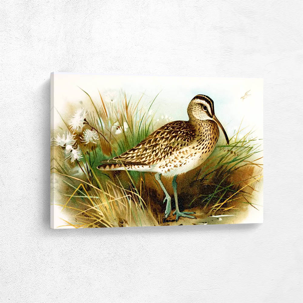 Curlew
