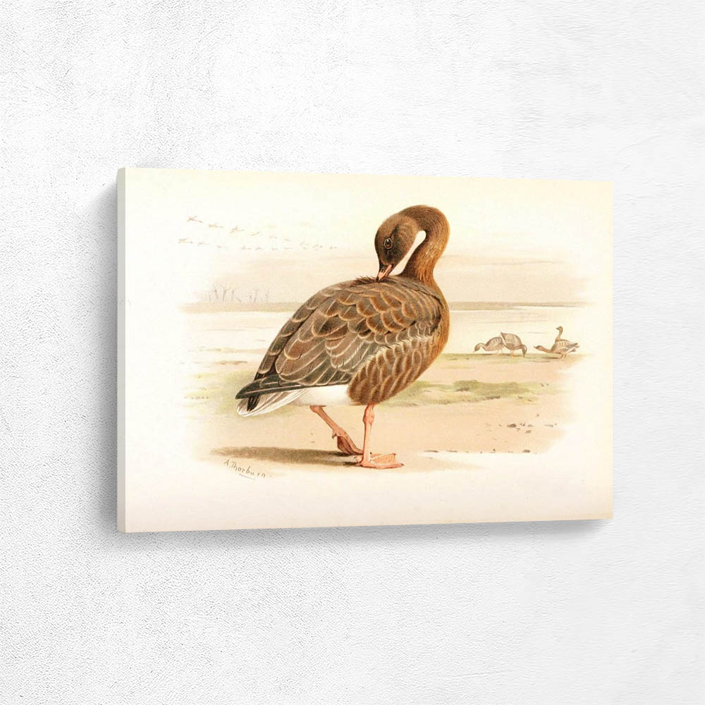 Pink Footed Goose