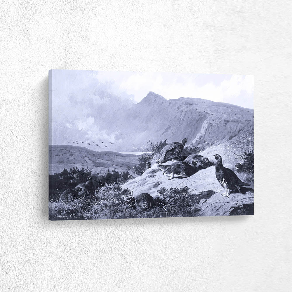 A Covey of Nine Red Grouse Bathing in the Sun a Storm Brewing