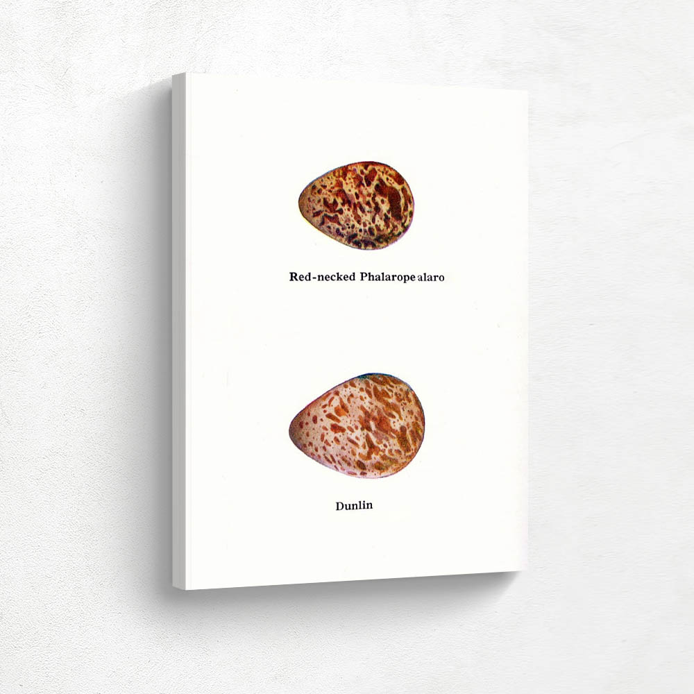 Eggs Red Necked Phalarope and Dunlin