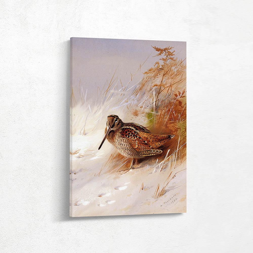 A Woodcock in Winter