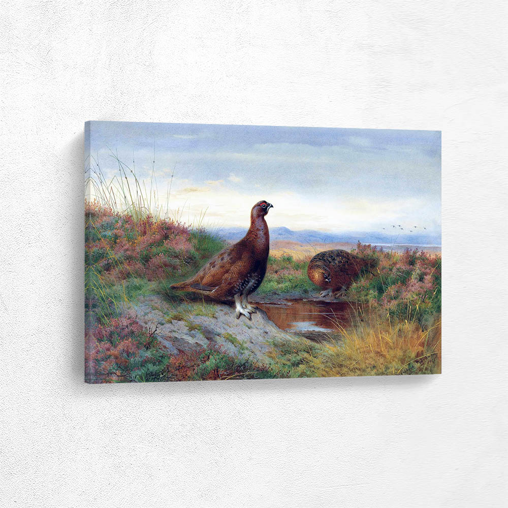 Red Grouse on a Moor Beside a Pool