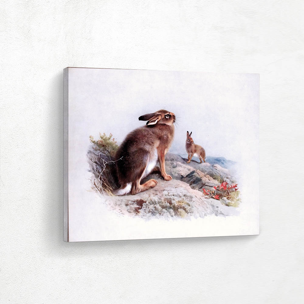 Mountain Hare and Irish Hare