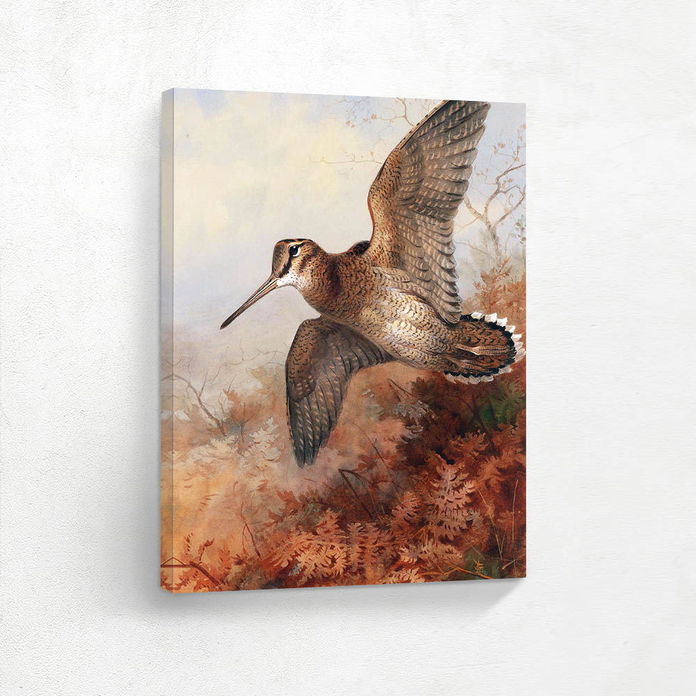 Woodcock in Flight in Autumn