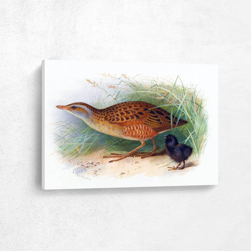 Crake Corn and Chick