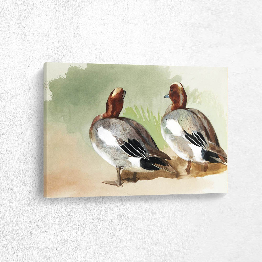 A Study Of Two Widgeon Drake