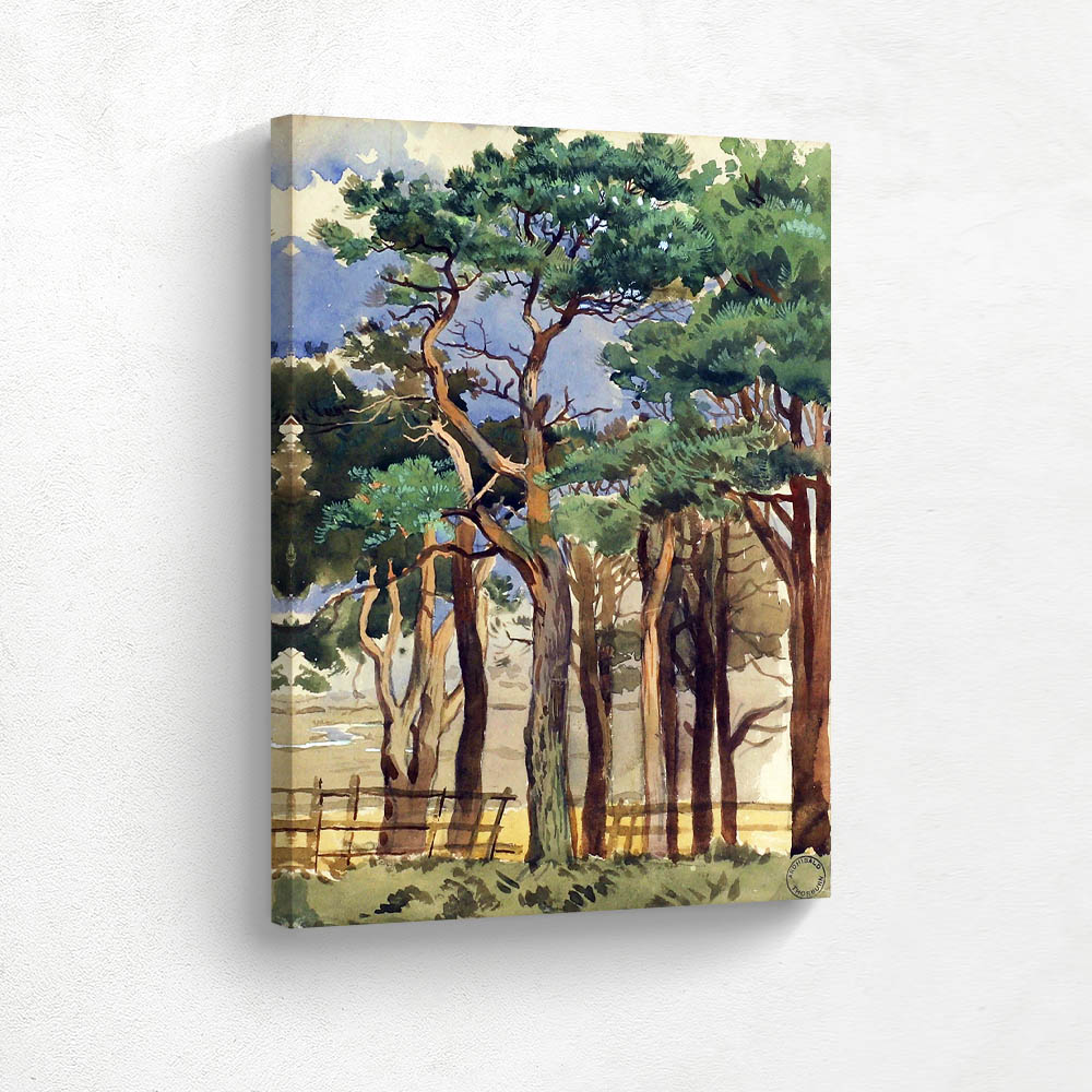 Scots Pines
