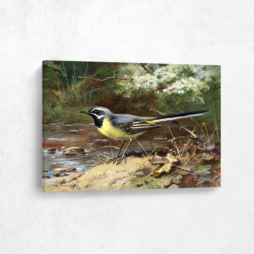 A Grey Wagtail